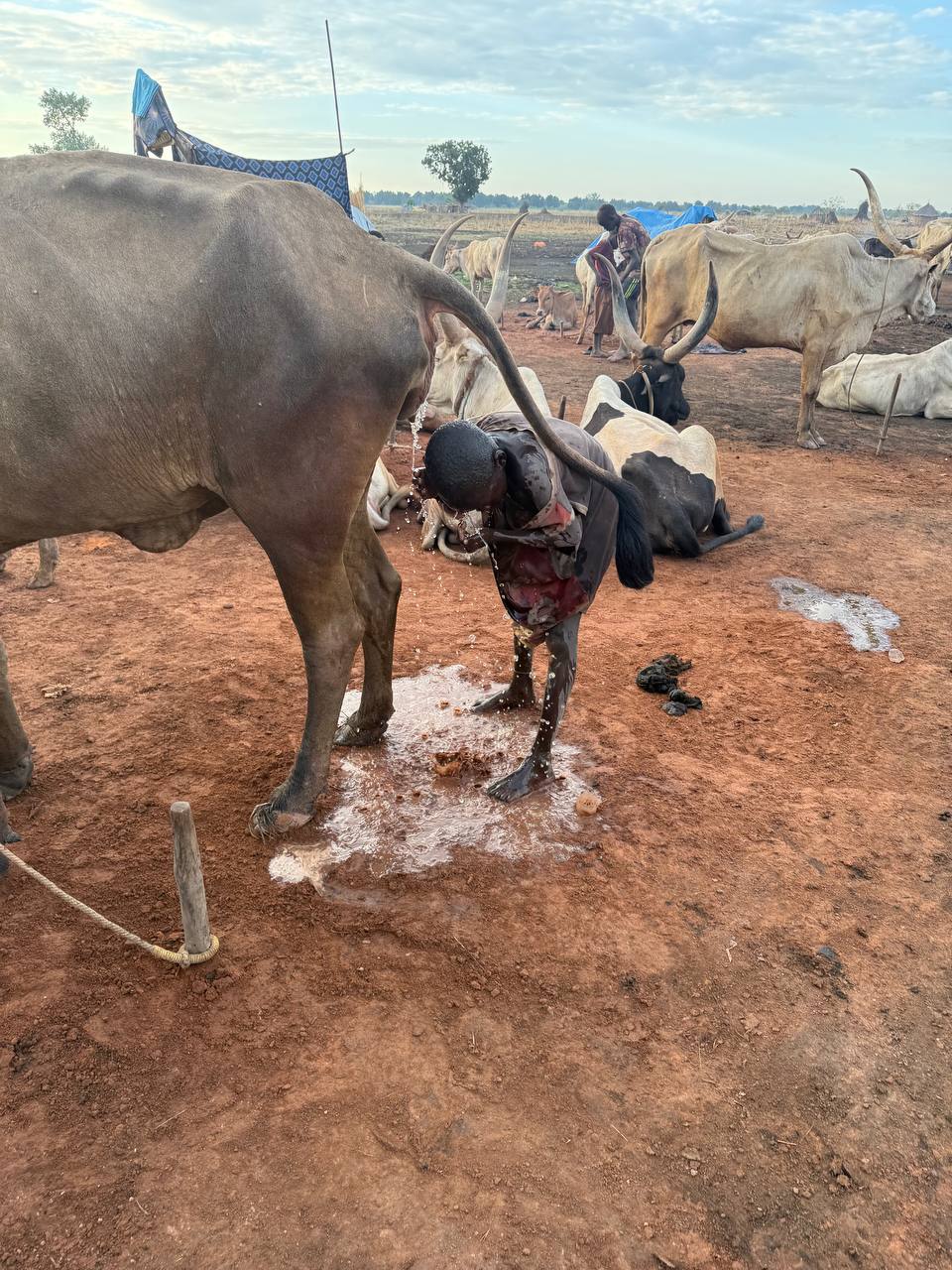 Cow Pee Shower