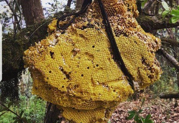 Psychedelic Honey